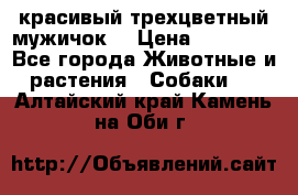 красивый трехцветный мужичок  › Цена ­ 10 000 - Все города Животные и растения » Собаки   . Алтайский край,Камень-на-Оби г.